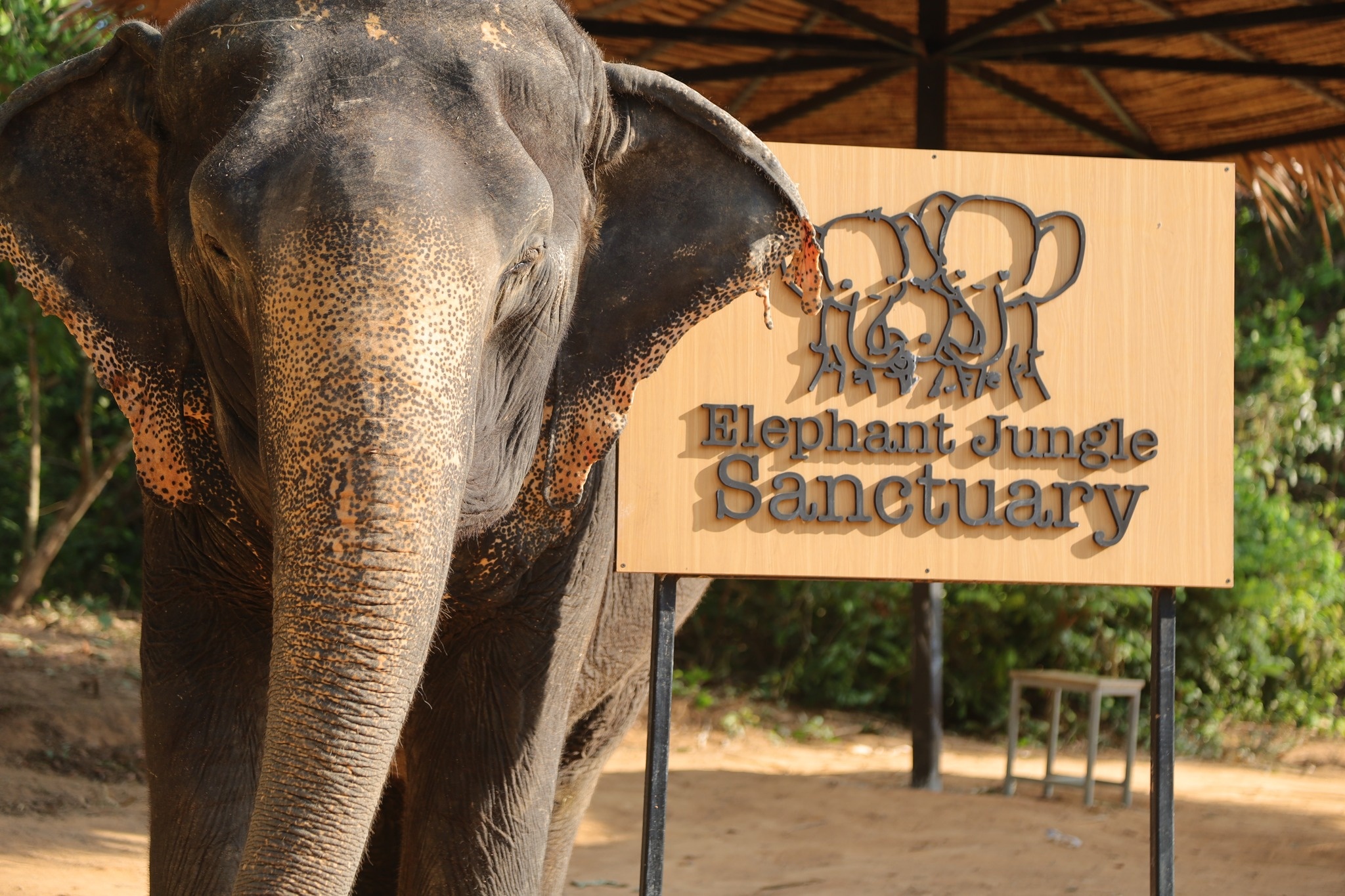[기프티콘 이벤트] 푸켓 코끼리 보호 캠프(Elephant Jungle Sanctuary) 방문 솔직 후기