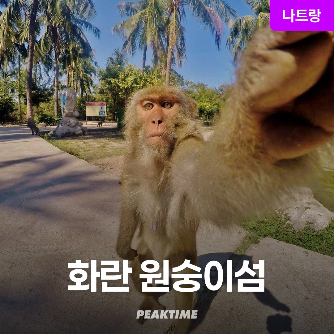 “나트랑 원숭이섬 투어 화란섬 투어 픽업샌딩 스피드보트” 솔직한 후기 및 추천