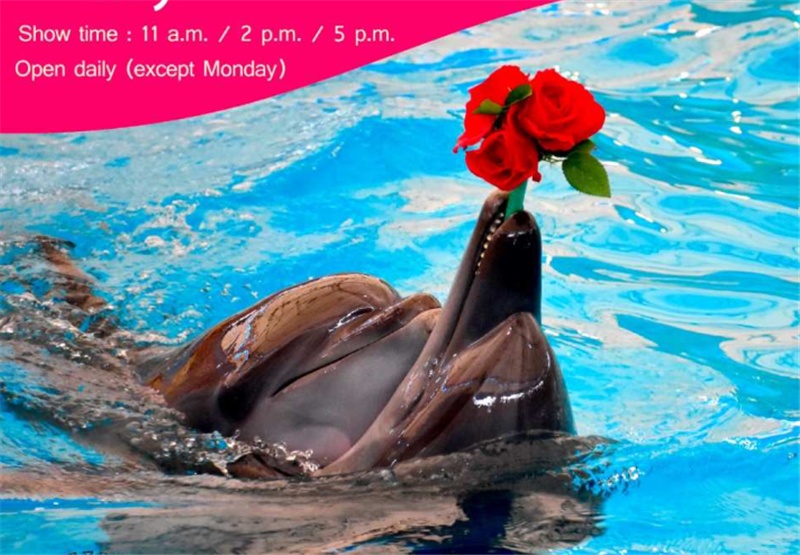 “태국푸켓 돌핀스 베이 푸켓 입장권” 솔직 리뷰 여행 필수템으로 인정